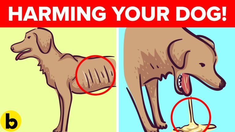 6 Common Things You Didn’t Realize Were Killing Your Dog!