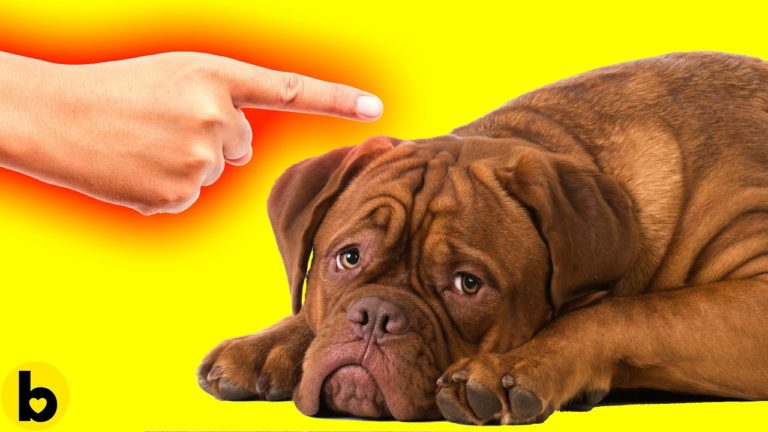 9 Things Your Dog Wants You To STOP Doing