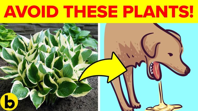 11 Plants To Avoid Keeping If You Have Pets