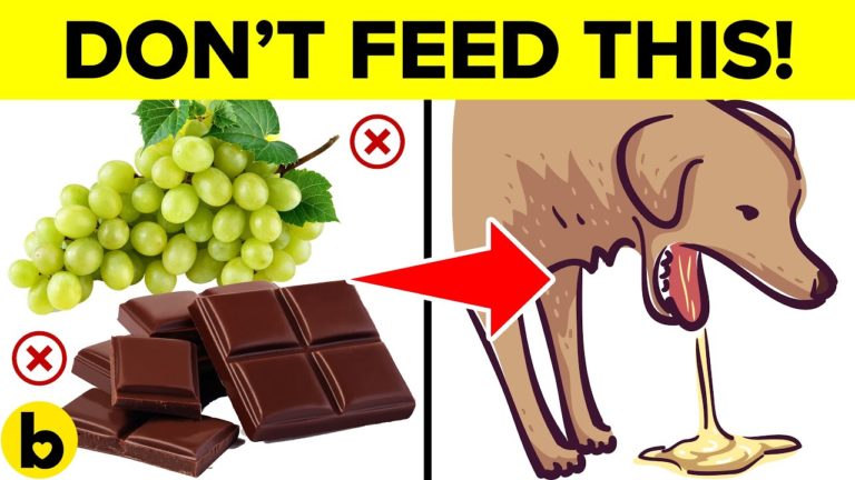 9 COMMON Foods That Will Kill Your Dog! – Keep These Away ⚠️