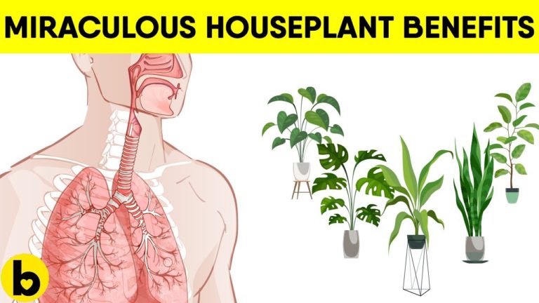 5 Health Benefits Of Keeping Plants In Your Home & Office